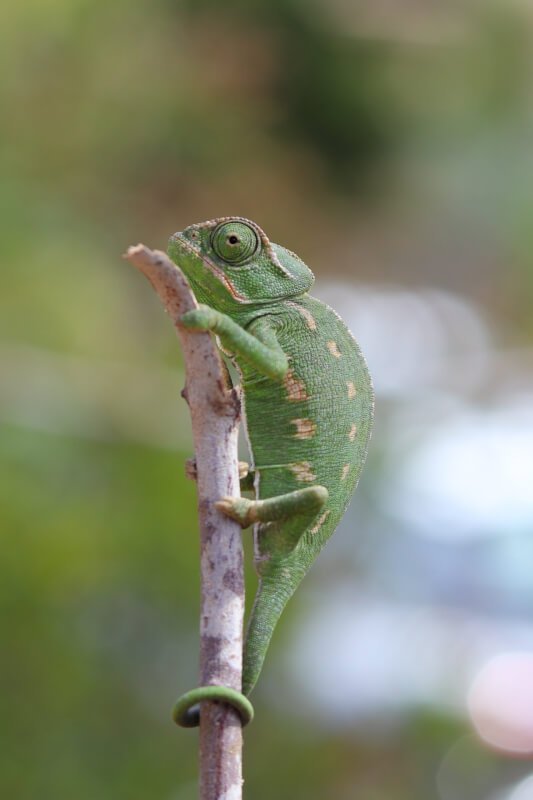 How Can I Tell If My Iguana Is Stressed?