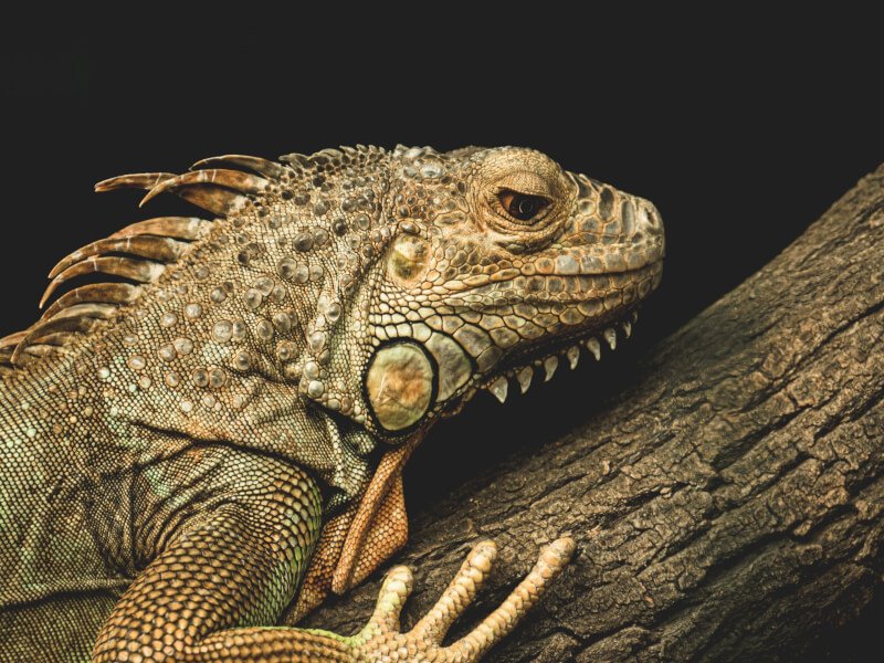 How Can I Tell If My Iguana Is Stressed?