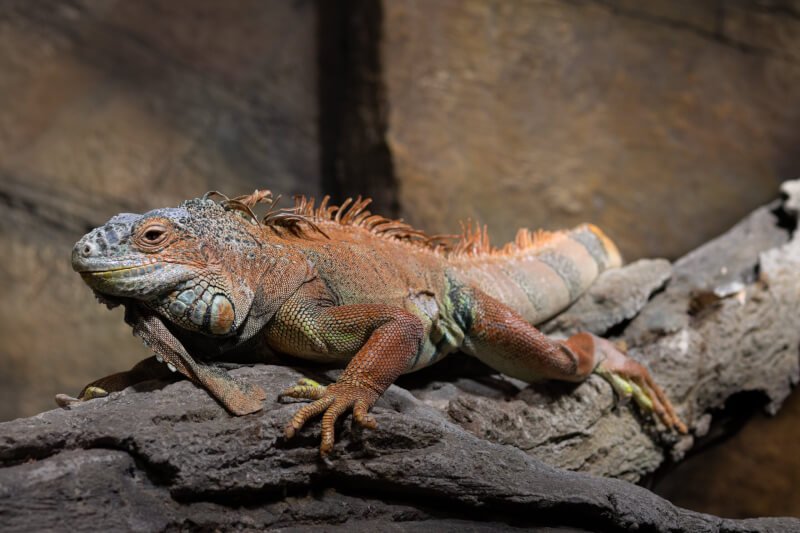 How Can I Treat A Fungal Infection In A Reptile?