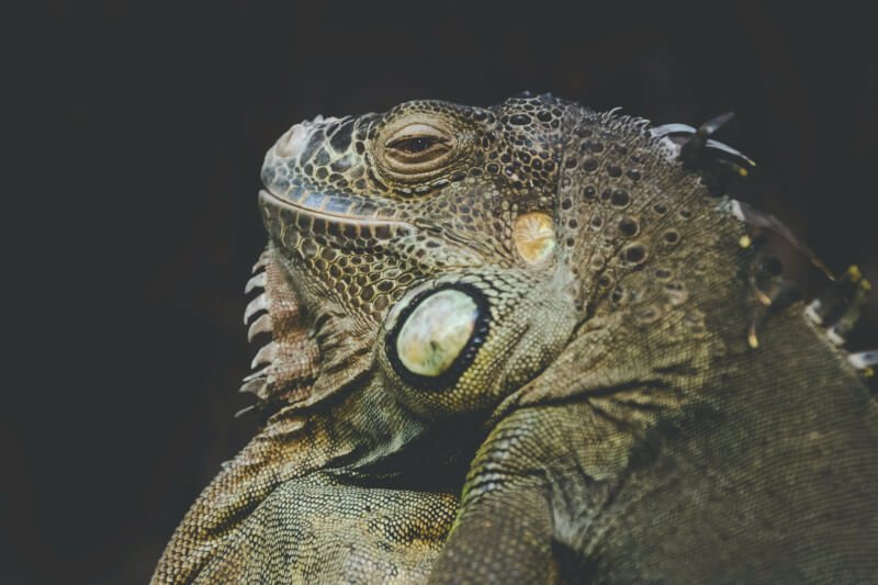 How Do I Know If My Iguana Is Getting Enough Calcium?