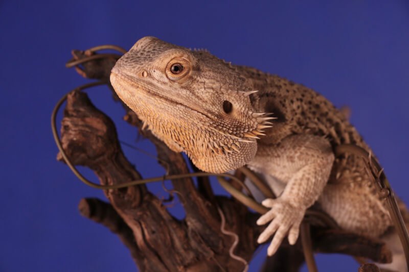 How Do I Trim My Reptiles Nails Safely?