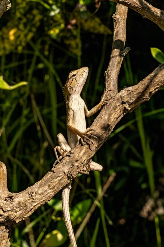 Lizard Habitat