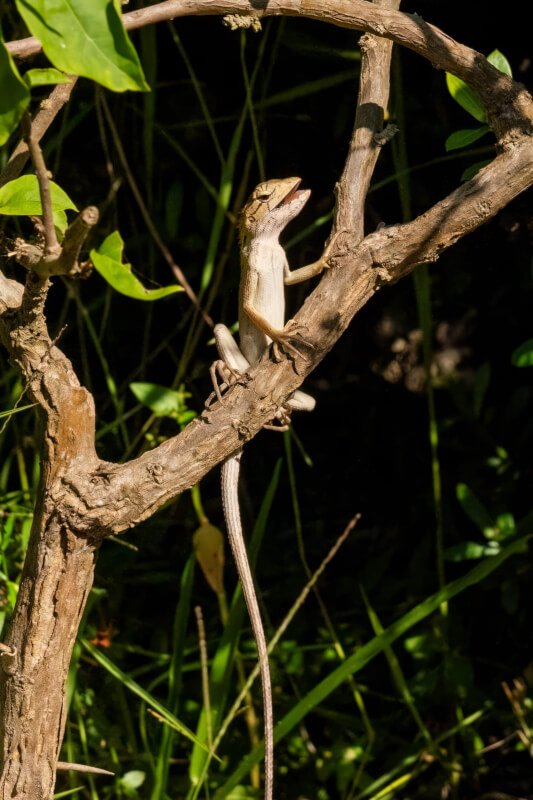 Lizard Habitat