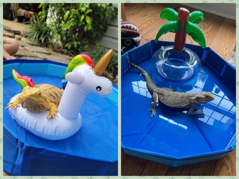 small animal swimming pool review