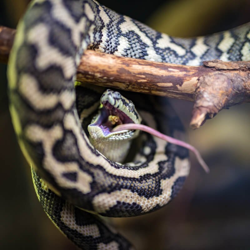 What Causes Mouth Rot In Snakes?