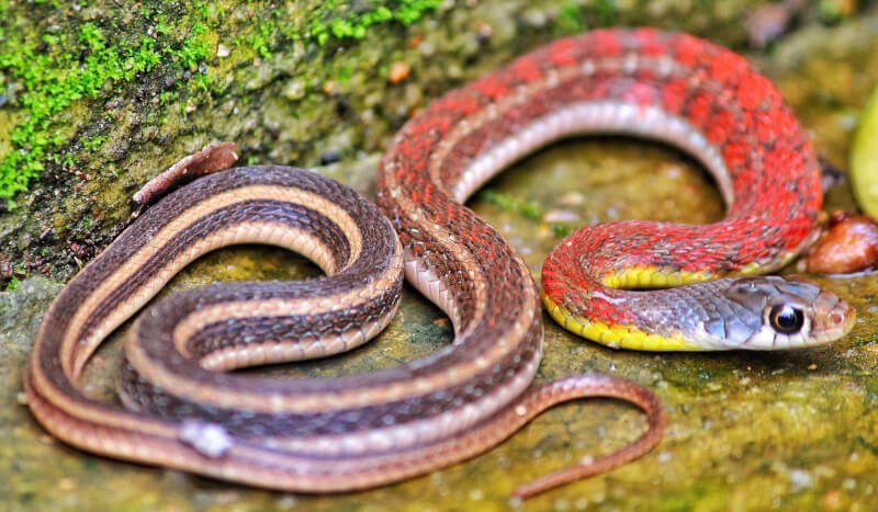 what causes mouth rot in snakes 13 scaled