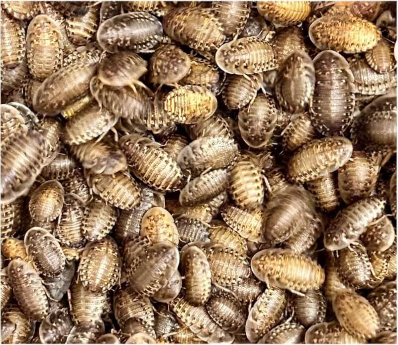 avangtar reptiles dubia roaches medium 100 counts 12 to 58 review