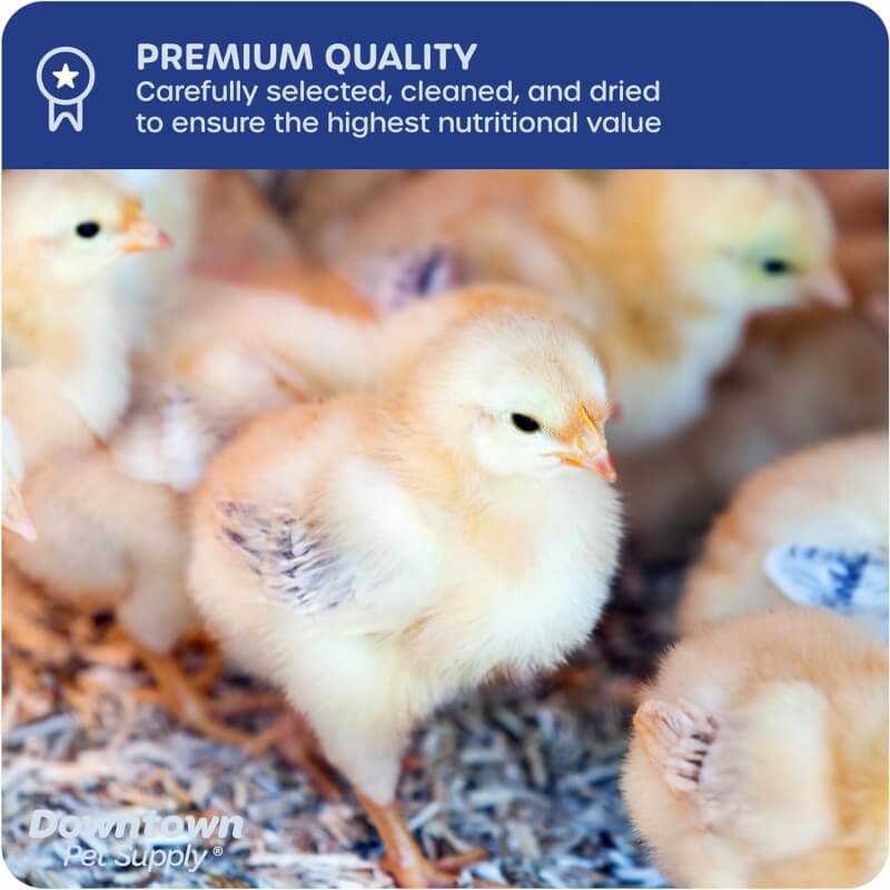 Downtown Pet Supply 1/2 LB Dried Mealworms for Wild Birds, Poultry, Reptiles, and Small Mammals Rich in Vitamin B12, B5, Protein, Fiber, Omega 3 Fatty Acids - Great as Mealworms for Chicken