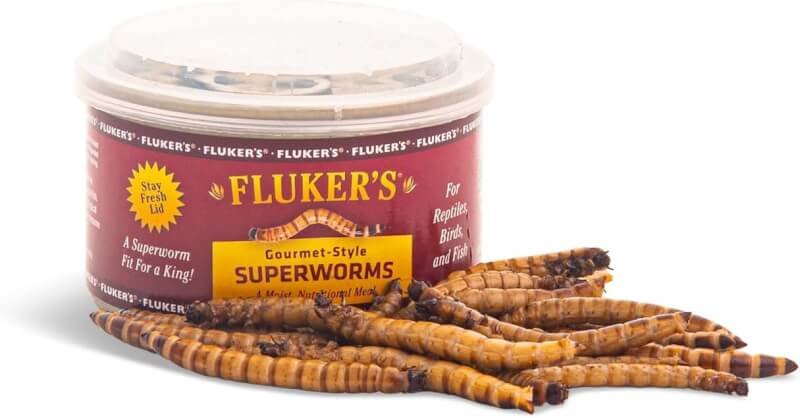 Flukers Gourmet Canned Superworms for Reptiles - 1.2oz