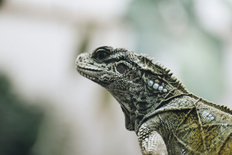 Is It Necessary To Give Reptiles Vitamin Supplements?