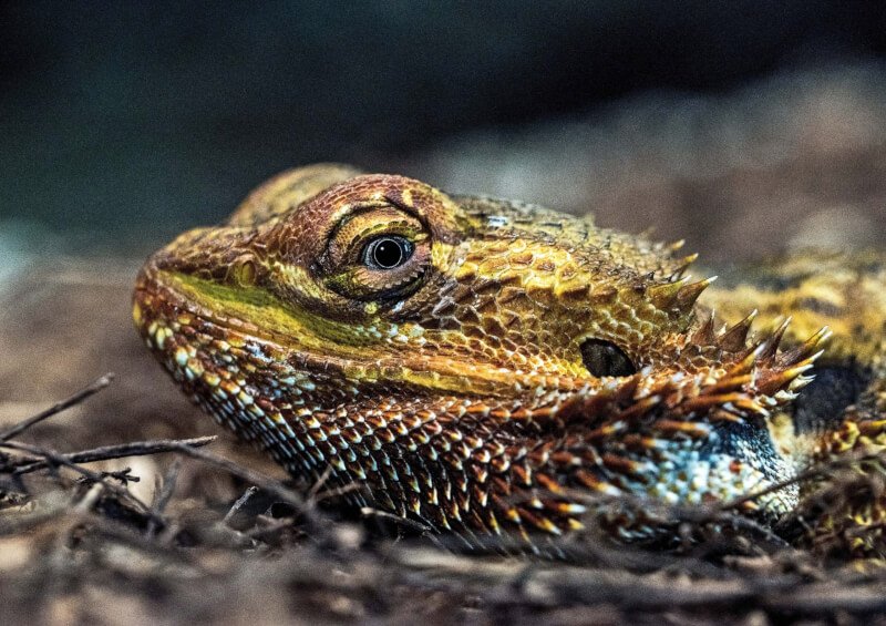 Is It Necessary To Give Reptiles Vitamin Supplements?