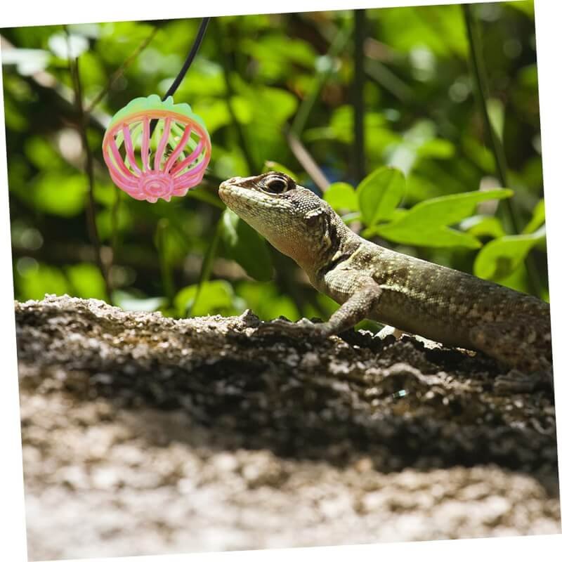 aboofan lizard toy ball review