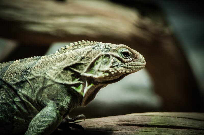 Best Ways To Maintain Proper Humidity For Your Reptile