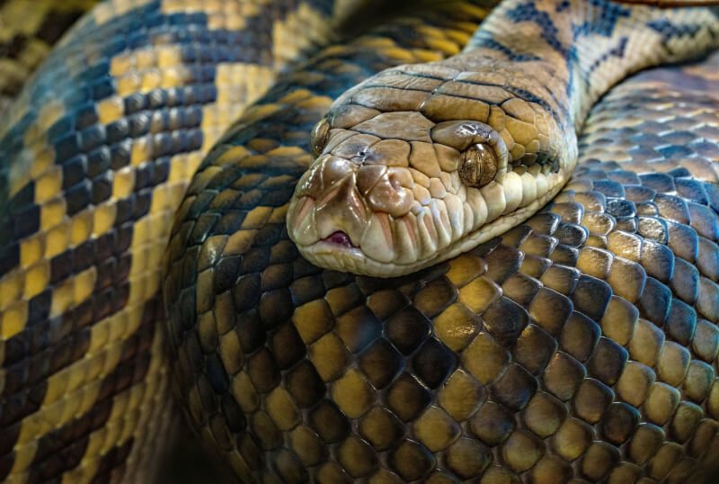 Creating The Perfect Reptile Basking Spot