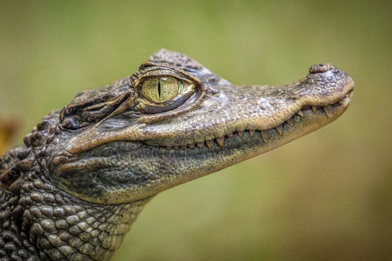 Creating The Perfect Reptile Basking Spot