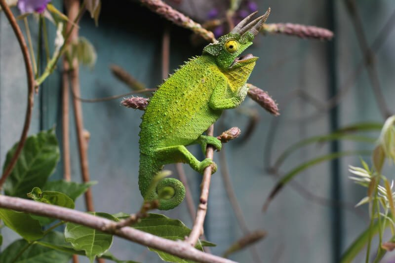 Creating The Perfect Reptile Basking Spot