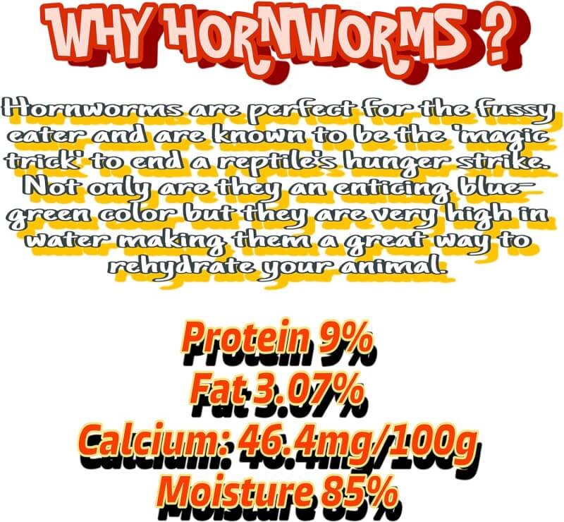 Live Hornworms 24-30+ Counts Per Cup - Super Variety Meal Worms and Live Insects Reptile Treat for Bearded Dragons, Chameleons, Geckos, and Other Reptiles