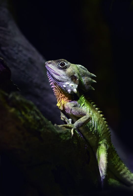 Maintaining Proper Humidity Levels In Your Reptiles Enclosure