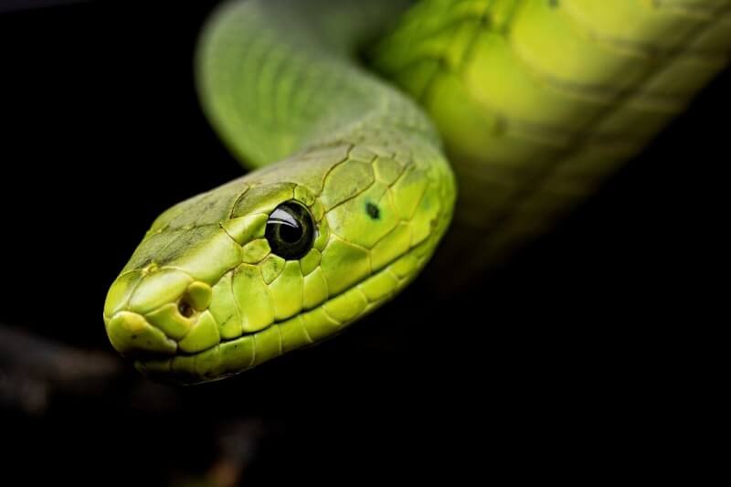 Most Popular Reptile Species For Reptile Enthusiasts