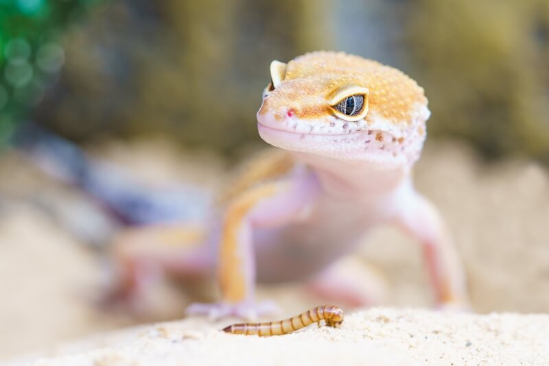 Most Popular Reptile Species For Reptile Enthusiasts