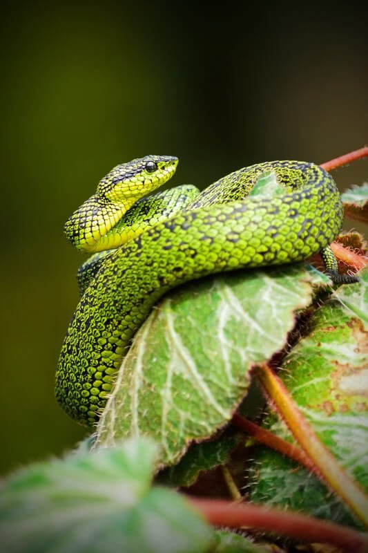 The Best Way To Handle Aggressive Reptiles