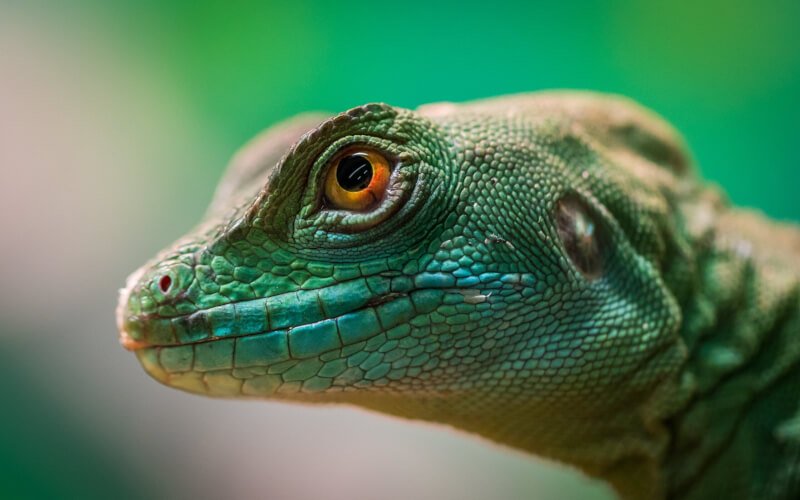 The Complete Guide To Reptile Digestive Health