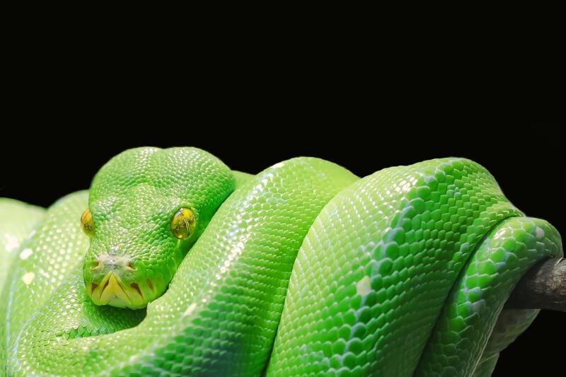 The Complete Guide To Reptile Digestive Health