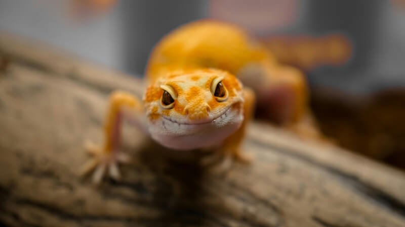 The Ultimate Guide To Setting Up A Reptile Incubator