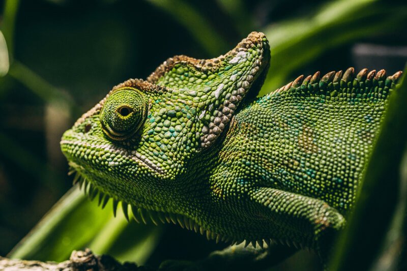 Top 10 Recommended Reptile Books Every Owner Should Read
