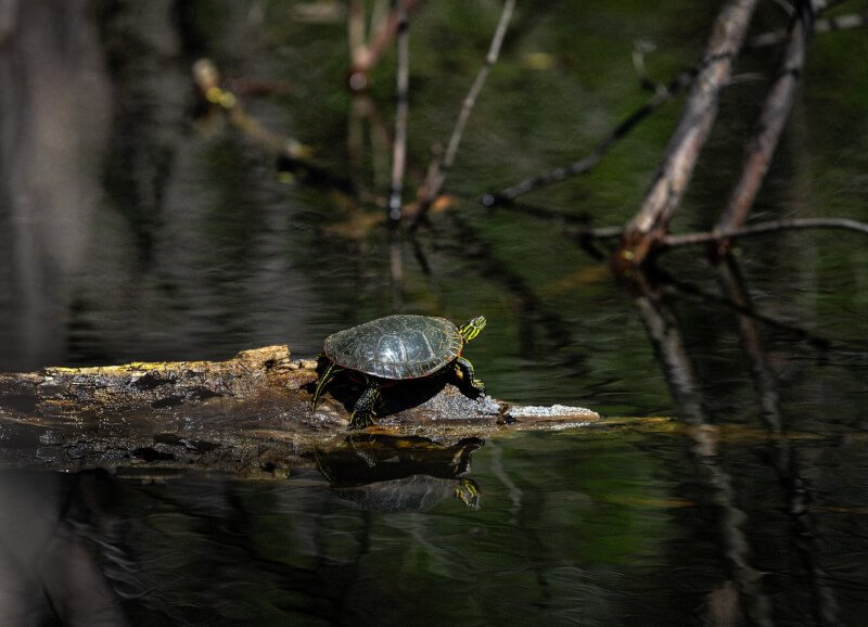 Top Ways To Create A Naturalistic Reptile Habitat