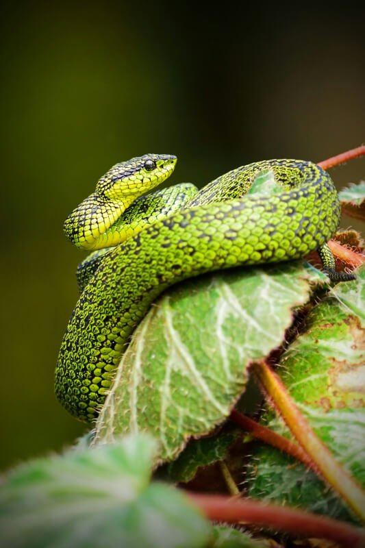 What To Do If Your Reptile Escapes