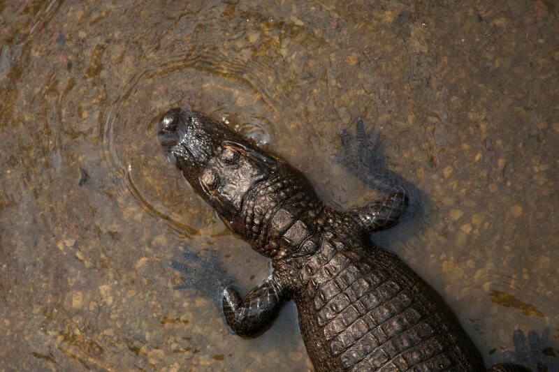 What To Do If Your Reptile Escapes