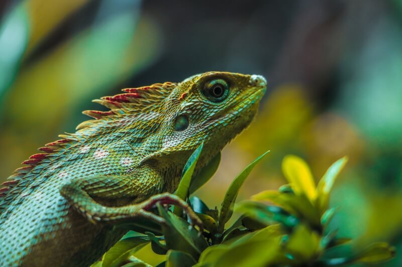 creating the ideal uv lighting and heating setup for your reptile 2