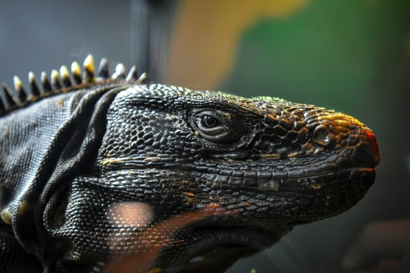 The Ultimate Guide To Understanding Reptile Basking Behavior