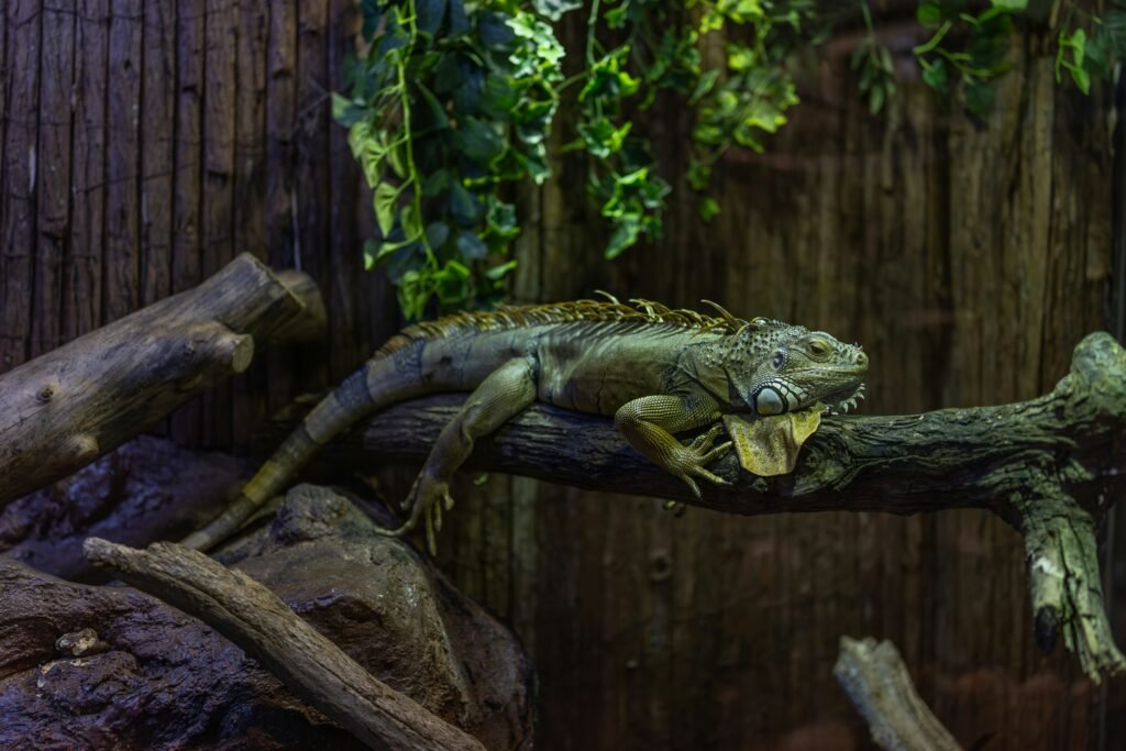 Reptile enclosures is wood okay: Expert Facts (2026)