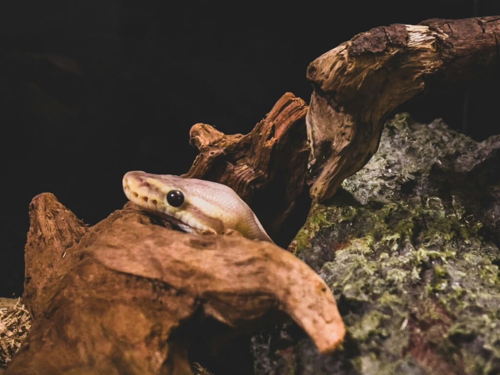 Reptile enclosures is wood okay: Expert Facts (2026)