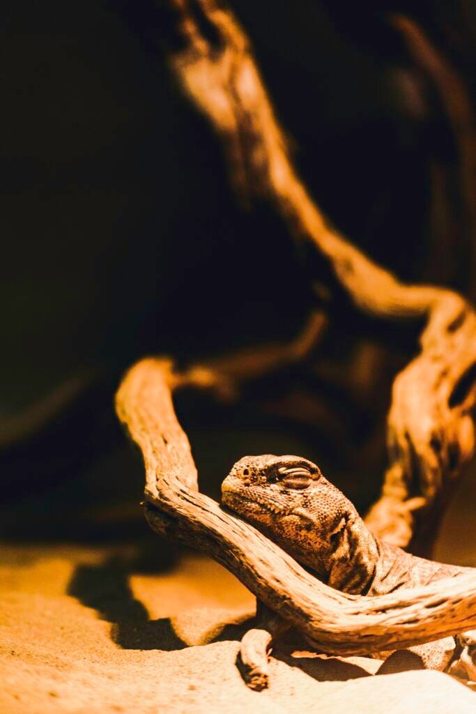 Reptile enclosures is wood okay: Expert Facts (2026)
